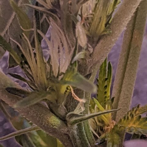 GSC #1 growlog timeline photo
