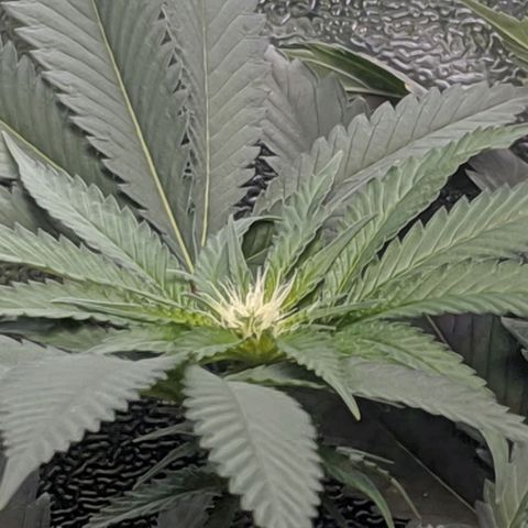 GSC #1 growlog timeline photo