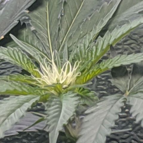 GSC #1 growlog timeline photo