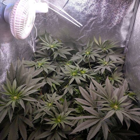 GSC #1 growlog timeline photo