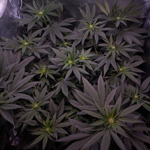 GSC #1 growlog timeline photo