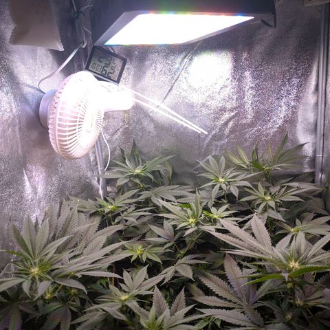 GSC #1 growlog timeline photo
