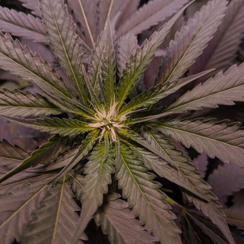 GSC #1 growlog timeline photo