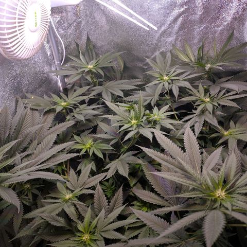 GSC #1 growlog timeline photo