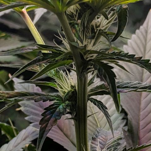 GSC #1 growlog timeline photo