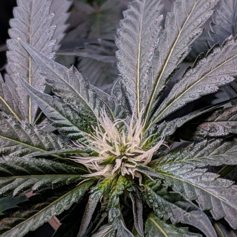 GSC #1 growlog timeline photo