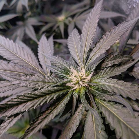 GSC #1 growlog timeline photo