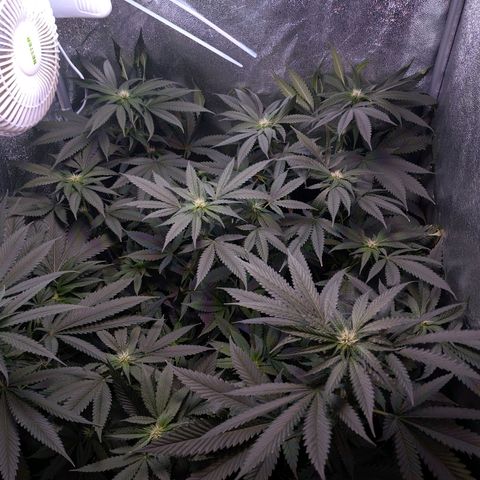 GSC #1 growlog timeline photo
