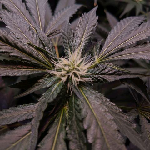 GSC #1 growlog timeline photo