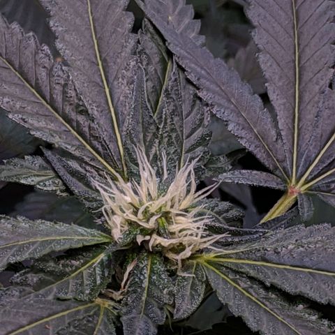 GSC #1 growlog timeline photo