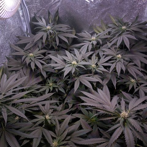 GSC #1 growlog timeline photo