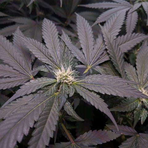 GSC #1 growlog timeline photo