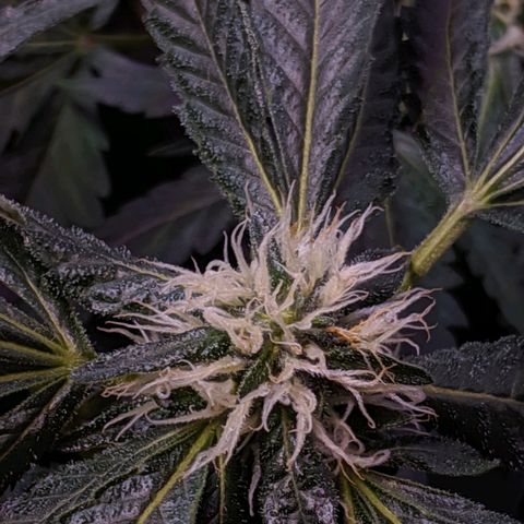 GSC #1 growlog timeline photo