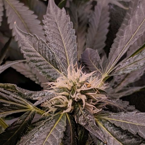 GSC #1 growlog timeline photo