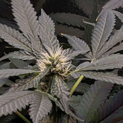 GSC #1 growlog timeline photo