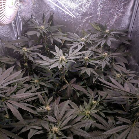 GSC #1 growlog timeline photo