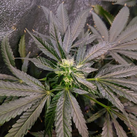 GSC #1 growlog timeline photo