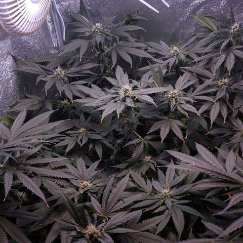 GSC #1 growlog timeline photo