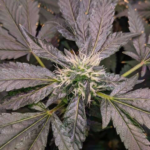 GSC #1 growlog timeline photo