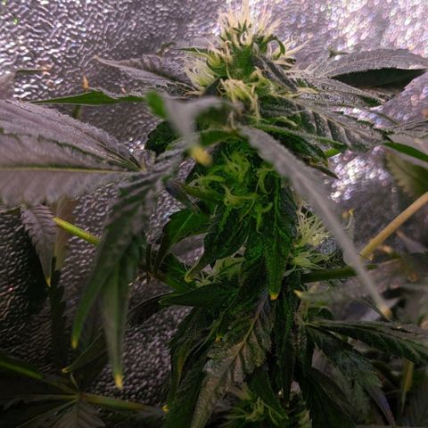 GSC #1 growlog timeline photo