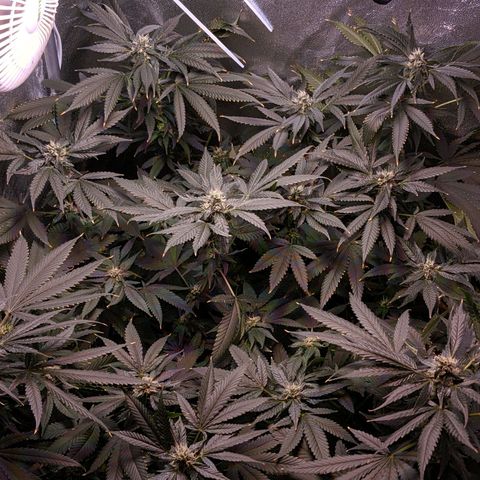 GSC #1 growlog timeline photo
