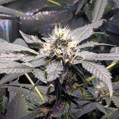 GSC #1 growlog timeline photo