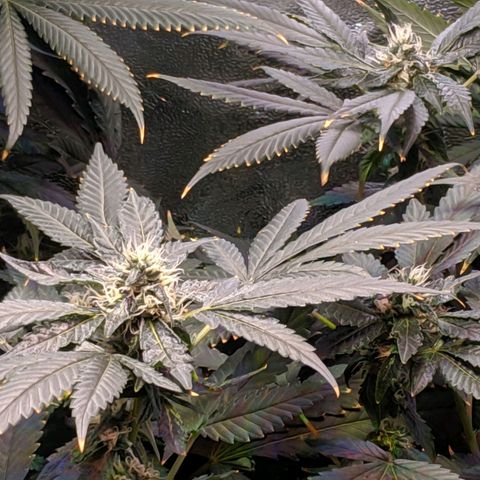 GSC #1 growlog timeline photo