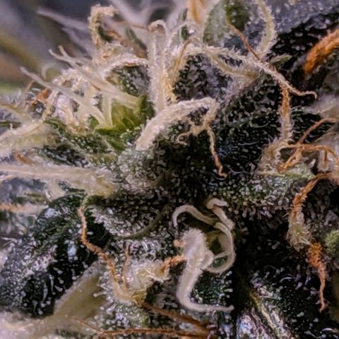 GSC #1 growlog timeline photo