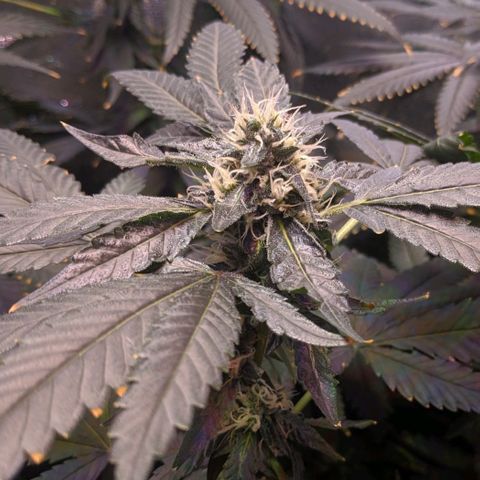 GSC #1 growlog timeline photo