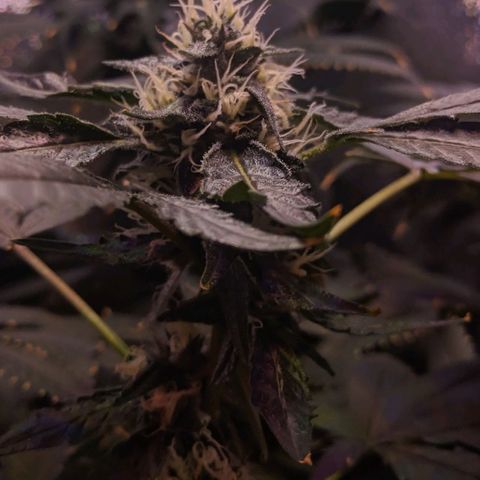 GSC #1 growlog timeline photo