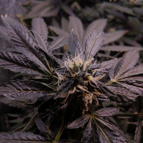 GSC #1 growlog timeline photo