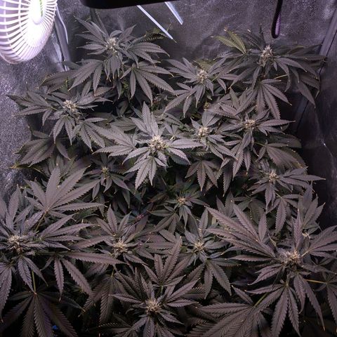 GSC #1 growlog timeline photo