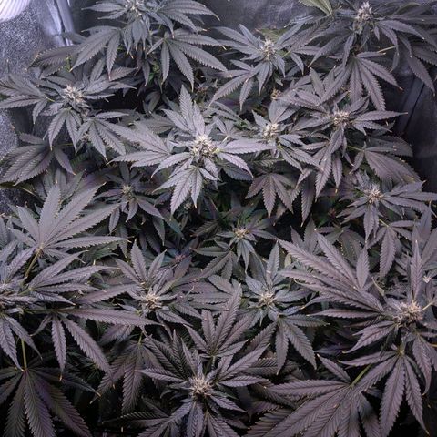 GSC #1 growlog timeline photo