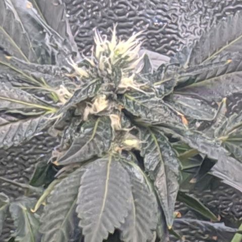 GSC #1 growlog timeline photo