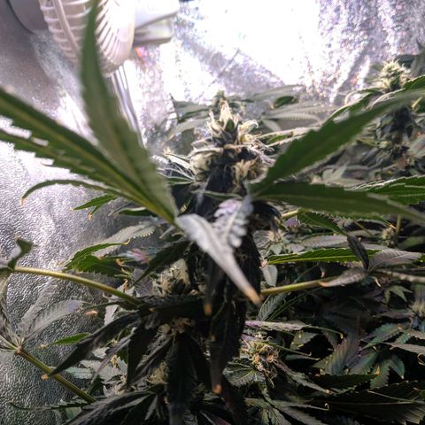 GSC #1 growlog timeline photo