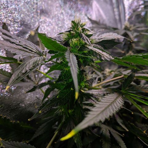GSC #1 growlog timeline photo