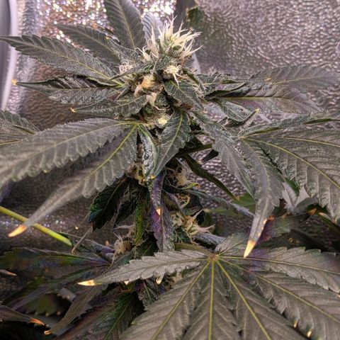 GSC #1 growlog timeline photo