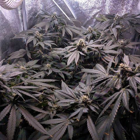 GSC #1 growlog timeline photo