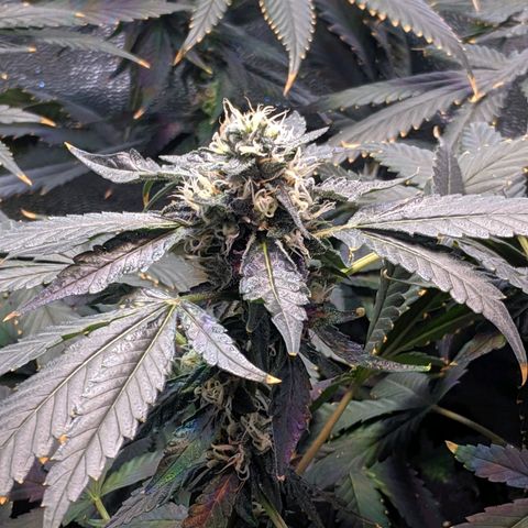 GSC #1 growlog timeline photo