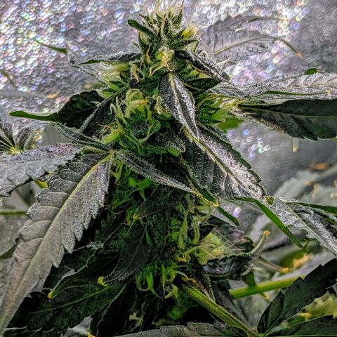 GSC #1 growlog timeline photo