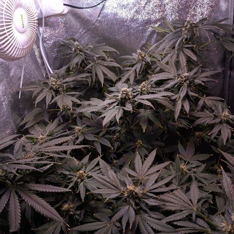GSC #1 growlog timeline photo