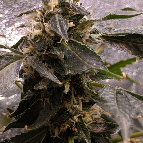 GSC #1 growlog timeline photo