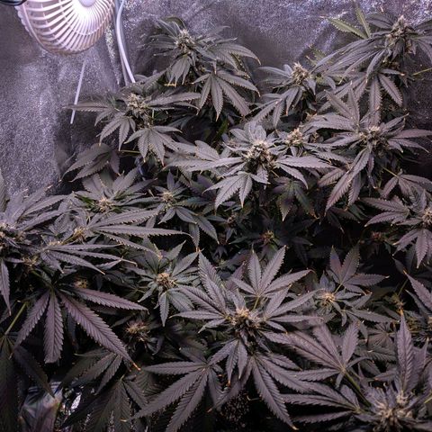 GSC #1 growlog timeline photo