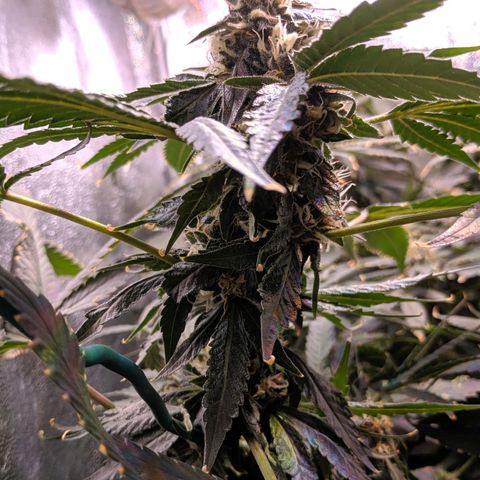 GSC #1 growlog timeline photo