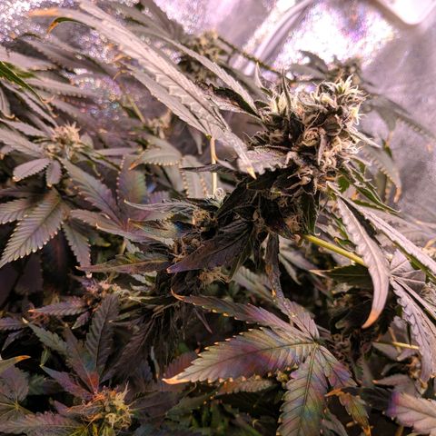 GSC #1 growlog timeline photo