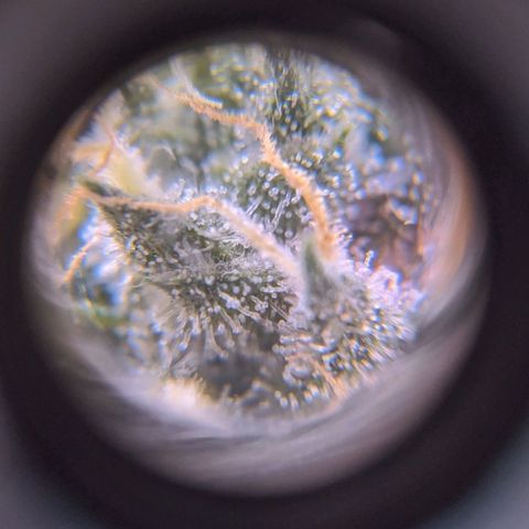 GSC #1 growlog timeline photo