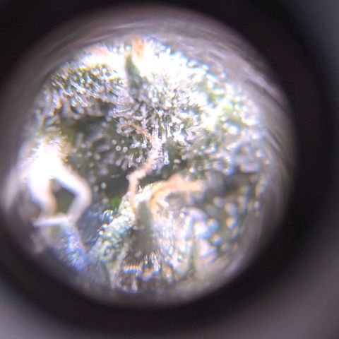 GSC #1 growlog timeline photo