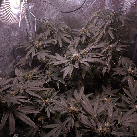 GSC #1 growlog timeline photo