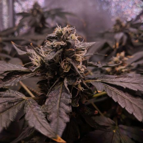 GSC #1 growlog timeline photo