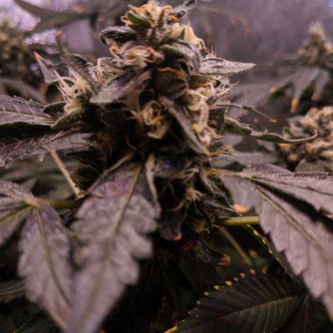 GSC #1 growlog timeline photo